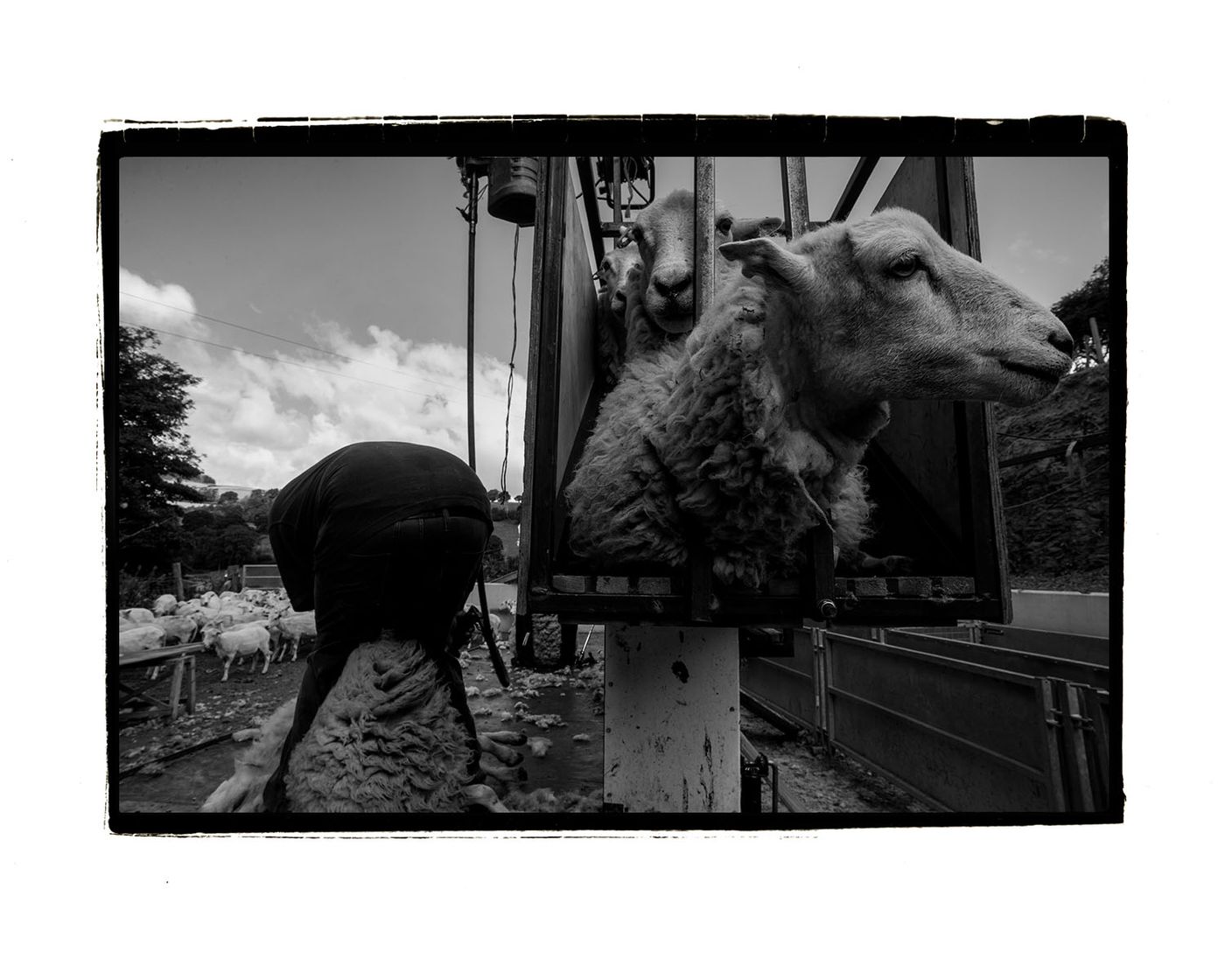 shearing 1