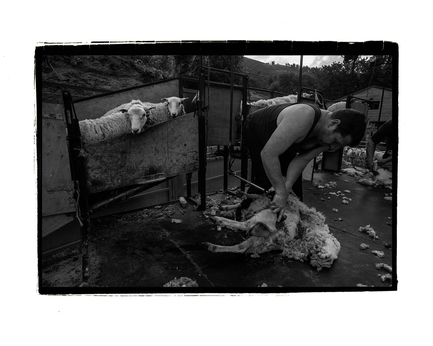 shearing 2