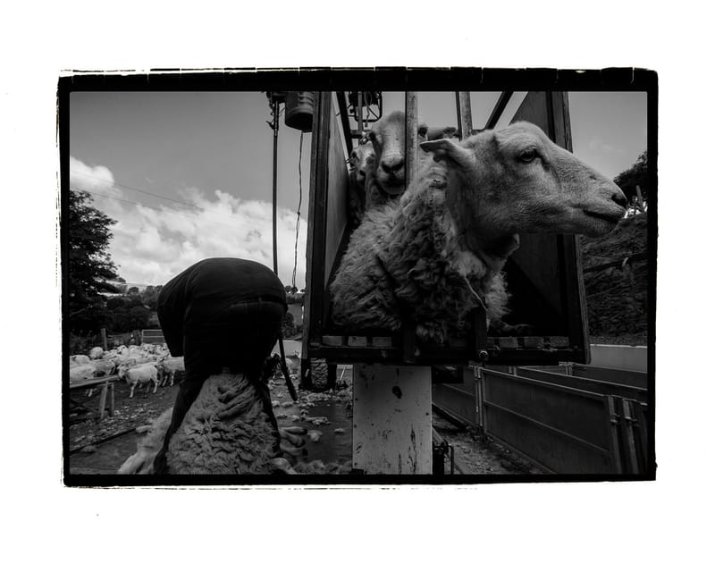 shearing 1