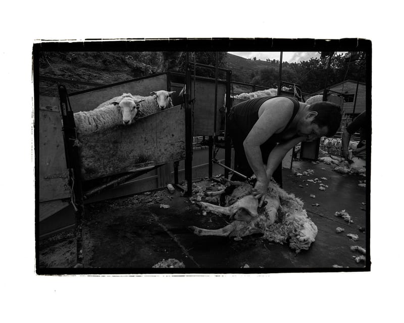 shearing 2